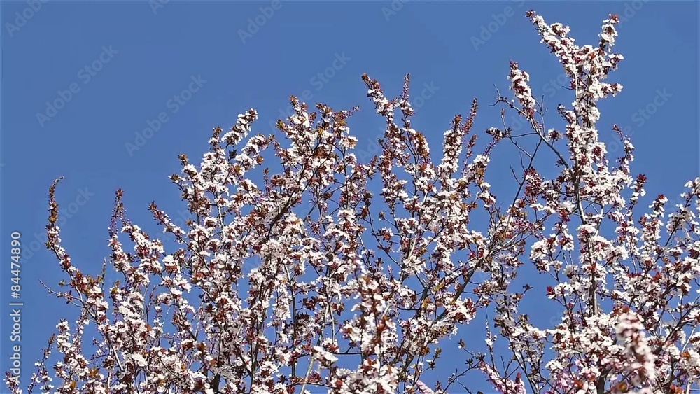 Cherry Tree Flowers Spring Blossom Background Cherry Tree Flowers Spring Blossom Background