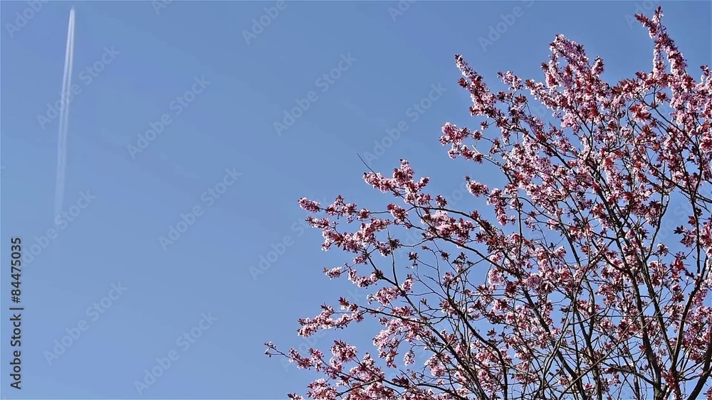 Cherry Tree Flowers Spring Blossom Background Cherry Tree Flowers Spring Blossom Background