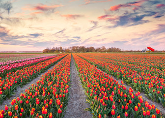 Wandcirkels Tulp Zonsopkomst boven tulpenvelden bij Espel  © Andrew Mayovskyy