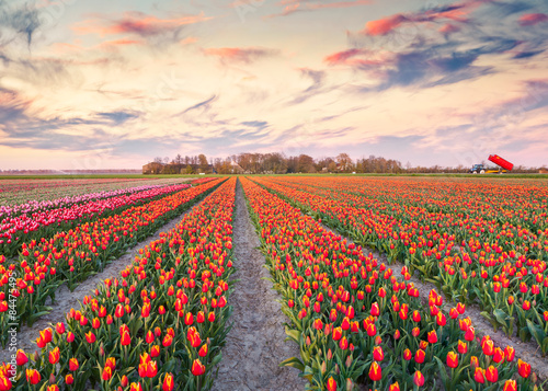 Fototapeta Naklejka Na Ścianę i Meble -  Colorful spring sunrise on the tulip farm near the Espel village