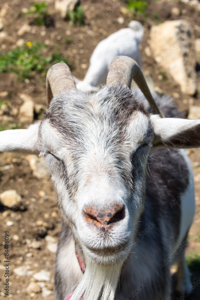 goat goat
