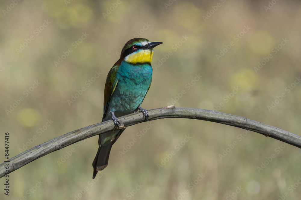 Obraz premium european bee-eater