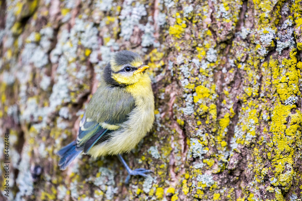 Fototapeta premium Young blue tit sitting on oak tree trunk