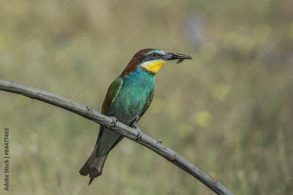 Fototapeta premium european bee-eater