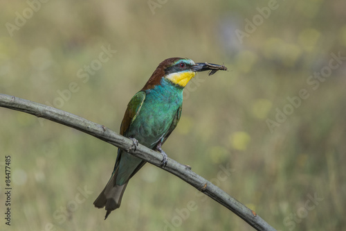 european bee-eater © fsanchex