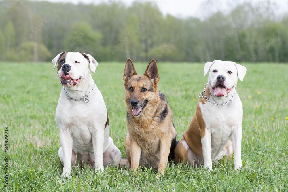 two American bulldogs and one German sheepdog