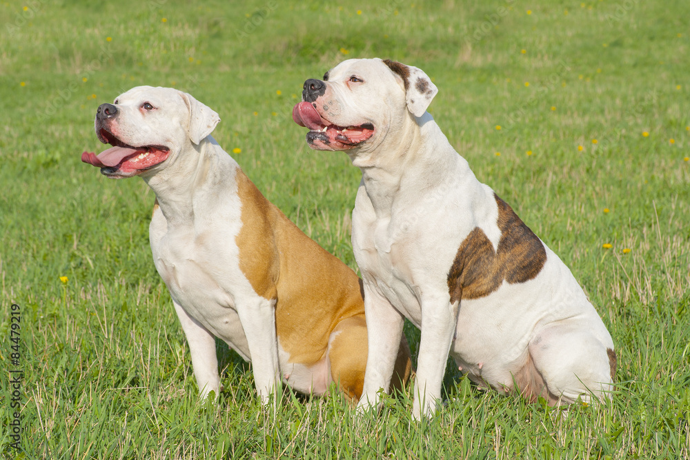  two American bulldogs