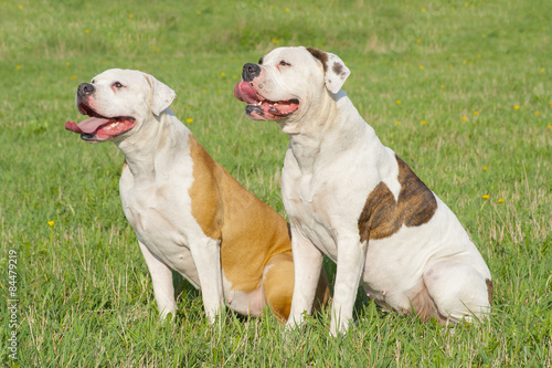  two American bulldogs