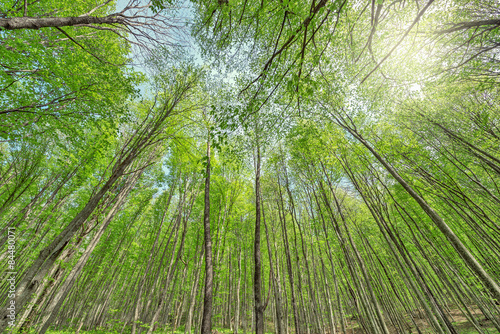 Trees in the deep mountain forest.