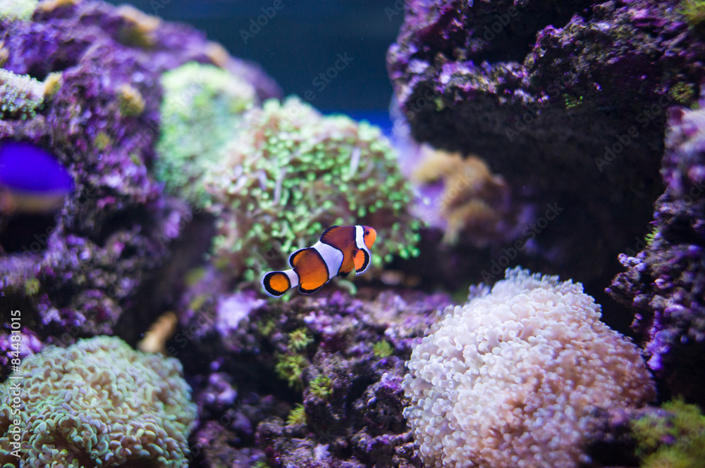 Fototapeta premium sea fish