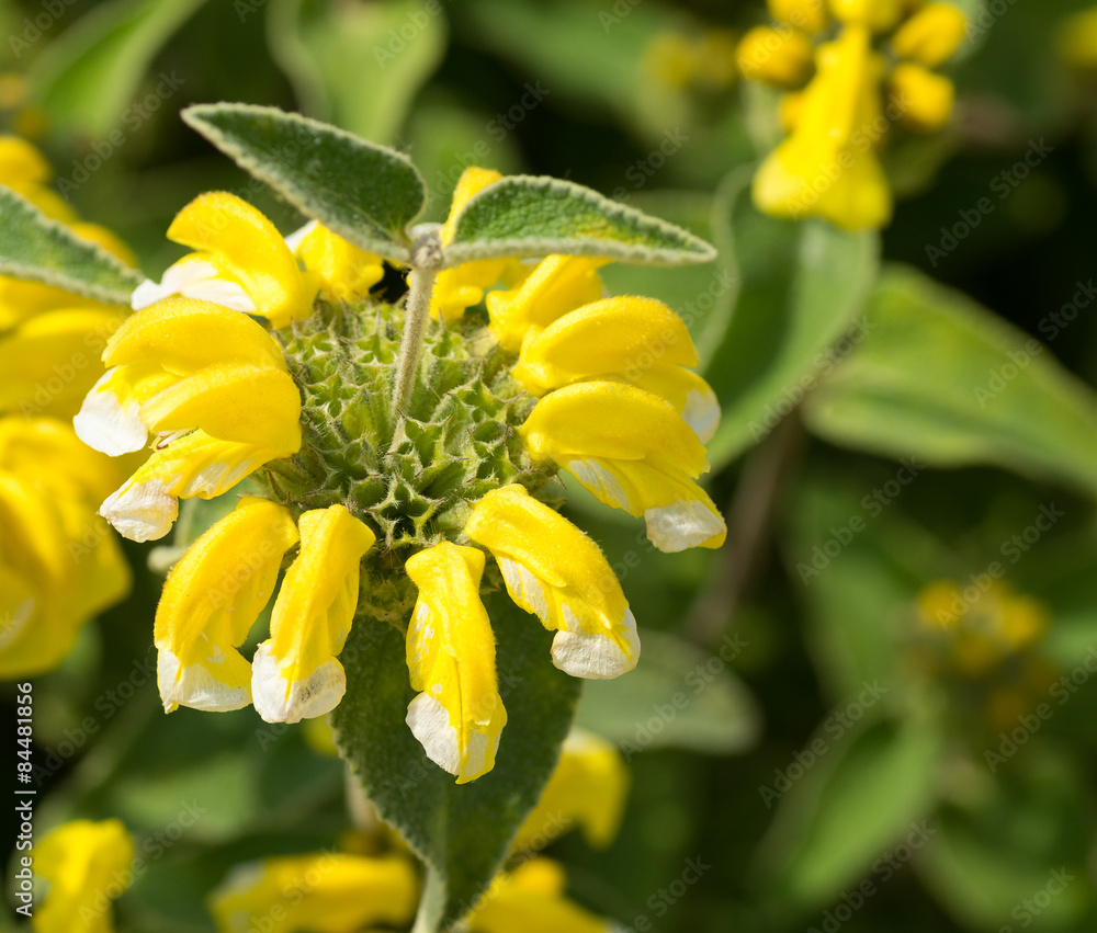 Fleur, phlomis ligneux jaune
