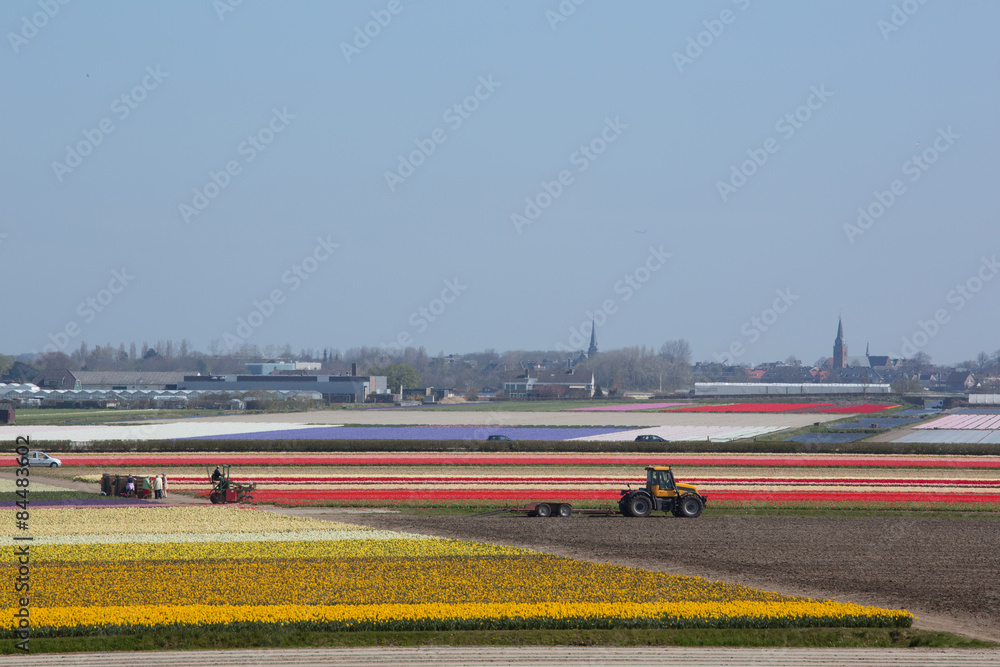 Fototapeta premium Dutch Tulips in the Field Ready for Harvest