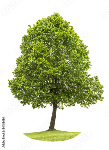 Green tree isolated on white background. Nature object