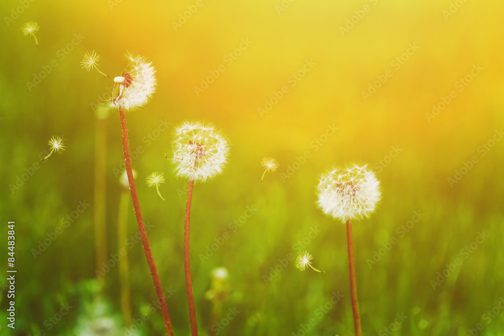 Obraz premium White dandelions and flying seeds on the green bokeh background.