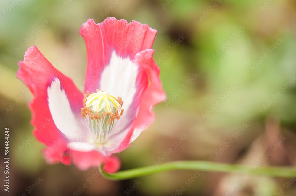 Fototapeta premium Opium flower