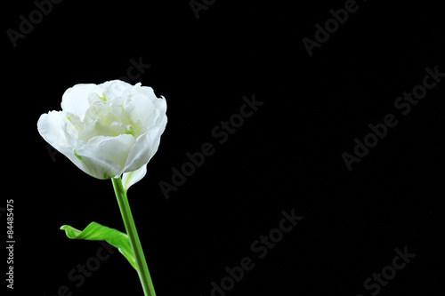 Fresh white tulip on black background