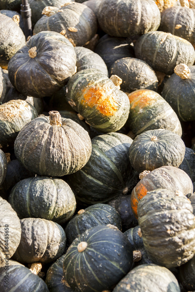 Green Grüner Hokkaido cucurbita pumpkin Kürbis Green Grüner Hokkaido cucurbita pumpkin Kürbis