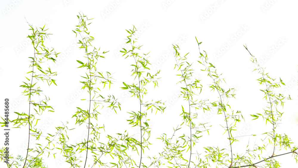 Fototapeta premium bamboo leaves on white background