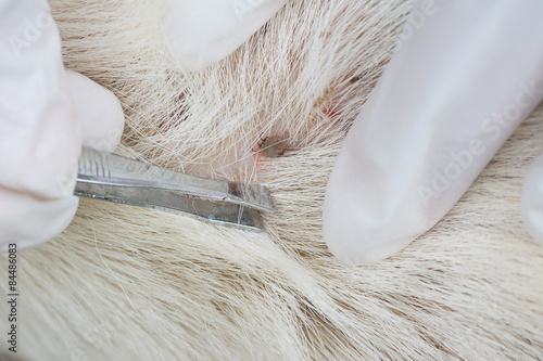  Human hands using silver pliers to remove dog adult tick from t
