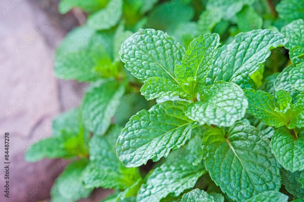 Kitchen Mint, Marsh Mint in vegetable garden Kitchen Mint, Marsh Mint in vegetable garden