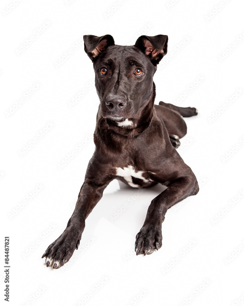 Beautiful Black Labrador Mixed Brred Dog