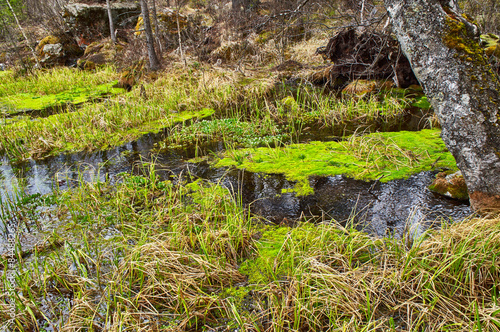 Marsh in taiga - wild Siberian forest in spring