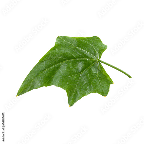  Bunch of Ivy Gourd Leaves Isolated on White Background