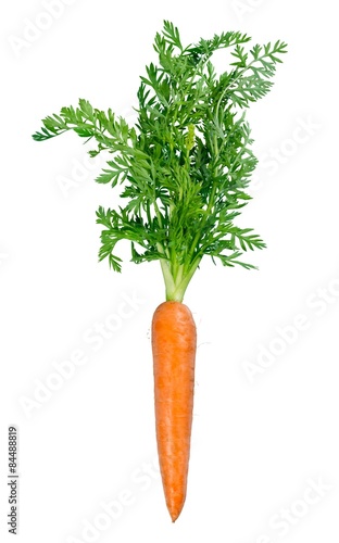 Carrot, white, fresh.