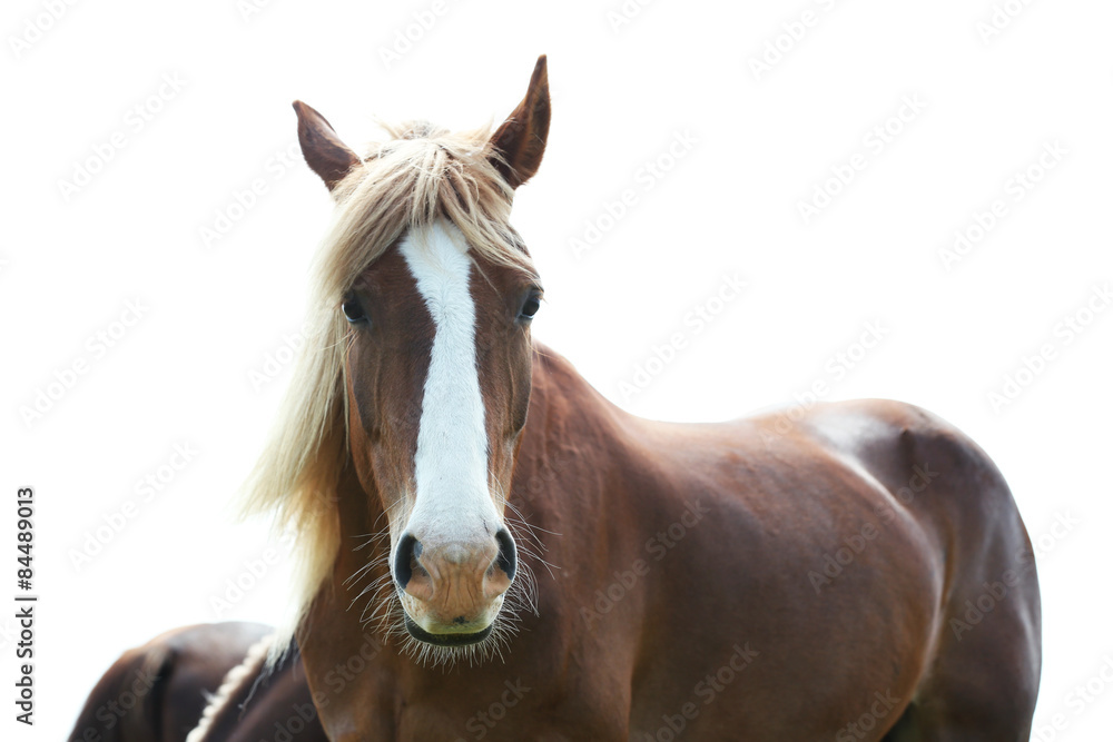 Portrait of beautiful brown horse, outdoors