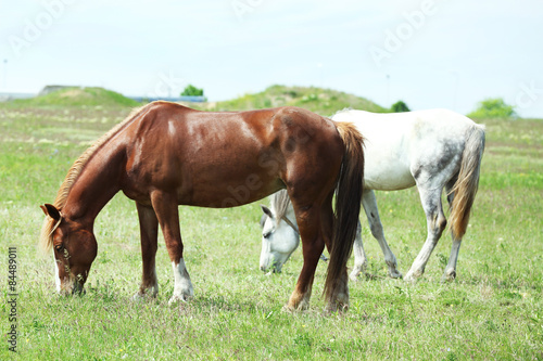 Two beautiful horses on meadow, closeup