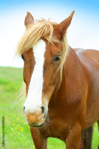 Portrait of beautiful brown horse on sky background