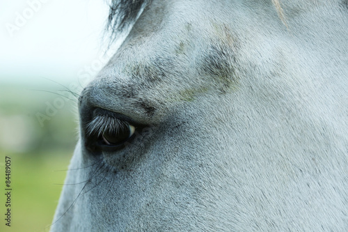 Closeup of white horse eye © Africa Studio
