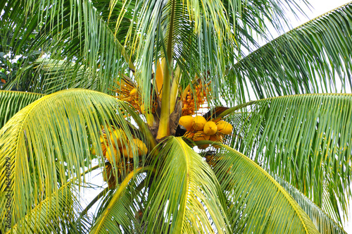 coconut tree with bunches of coconut