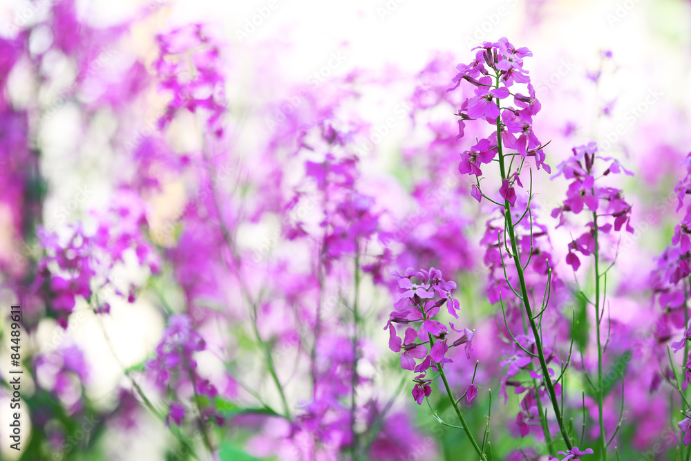 Obraz premium Closeup of purple wildflowers