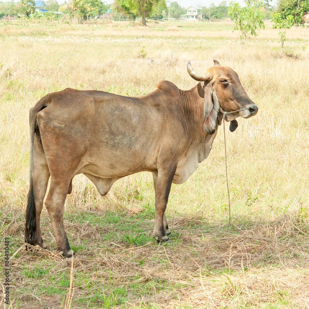 Thai cows resting in a field Thai cows resting in a field