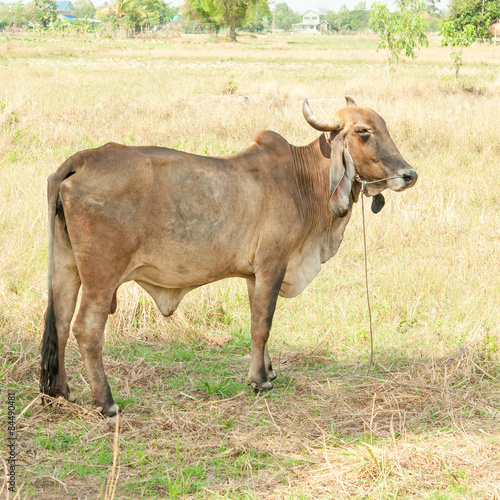 Thai cows resting in a field