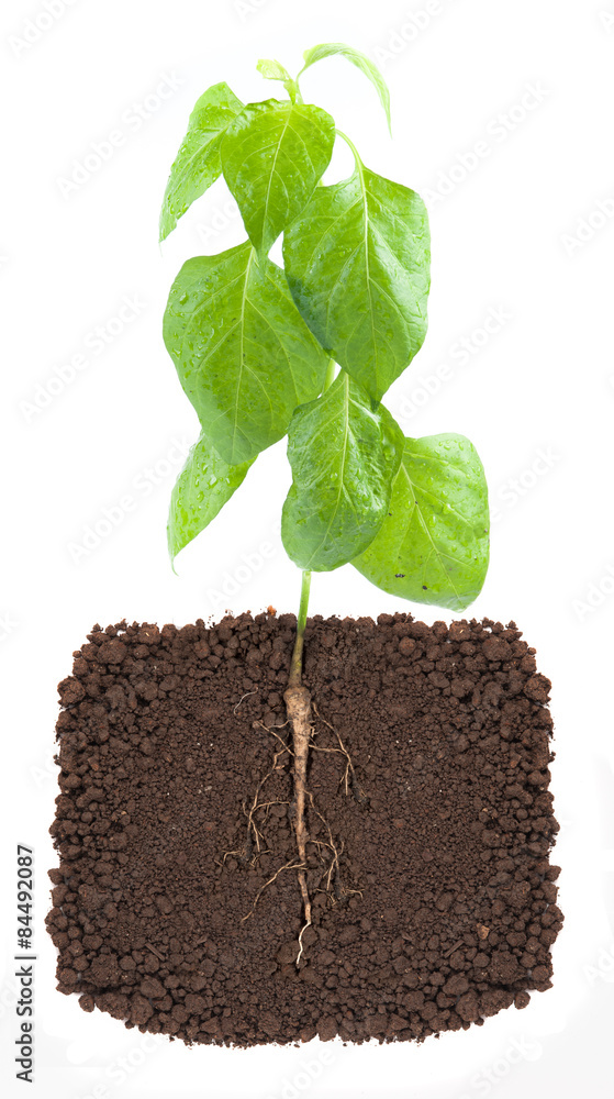 young plant with exposed roots in soil young plant with exposed roots in soil