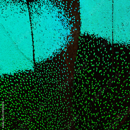 blue and green butterfly wing