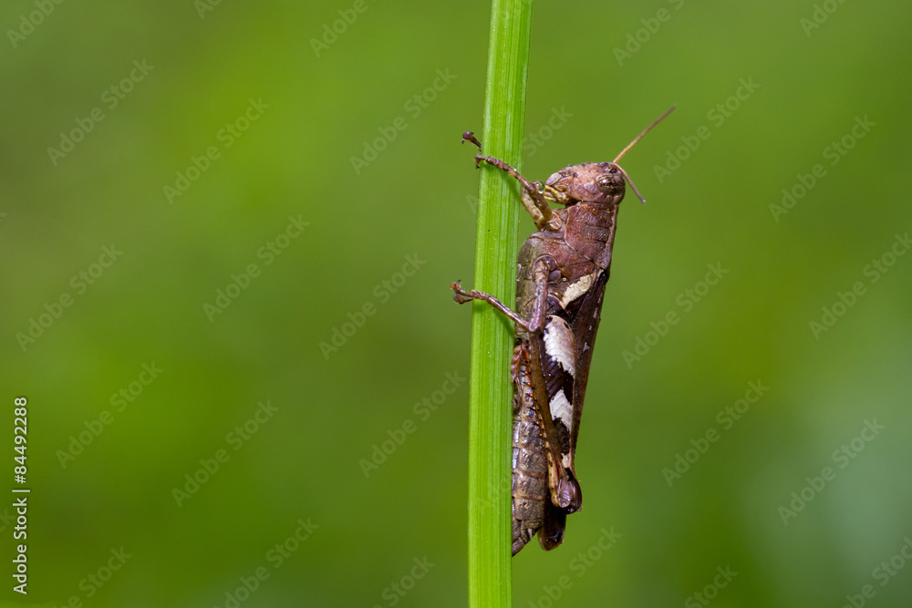 Grasshopper on grass