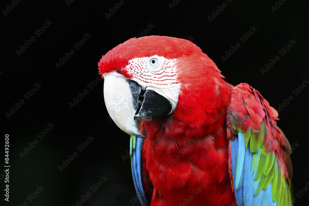 Greenwinged Macaw