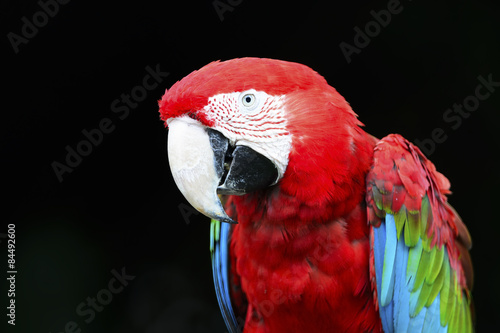 Greenwinged Macaw