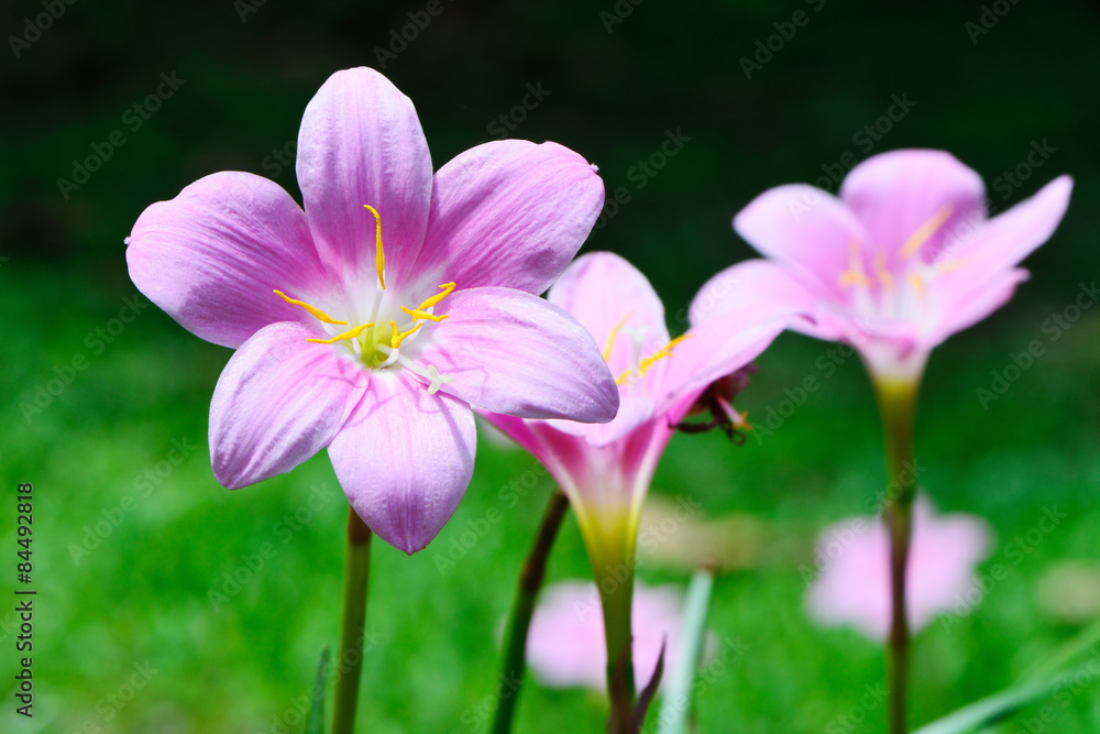 Zephyranthes Lily Zephyranthes Lily