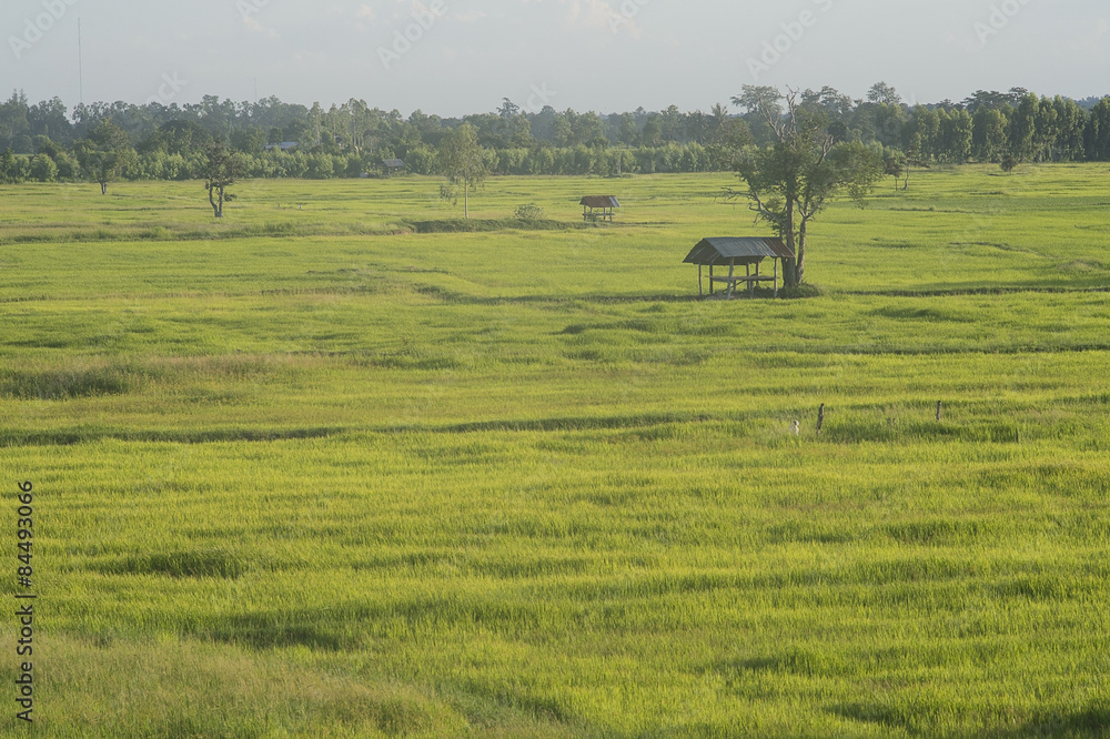Fototapeta premium Thai rice field