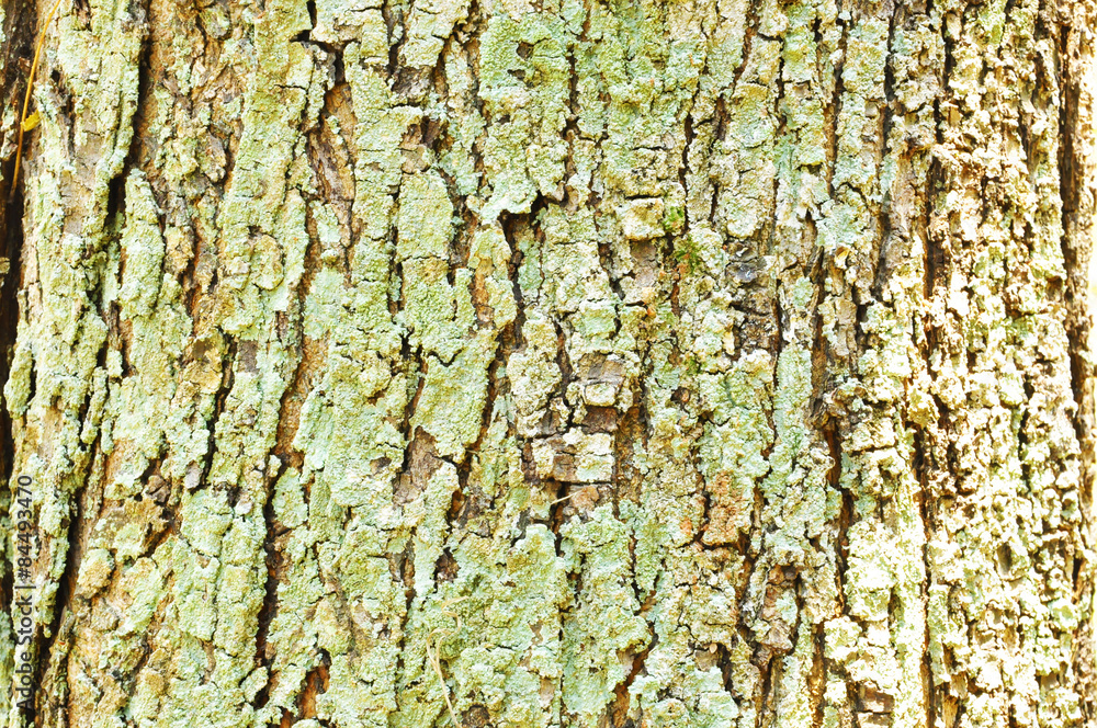 Close Up Pattern Of Tree Bark Texture For Background Close Up Pattern Of Tree Bark Texture For Background