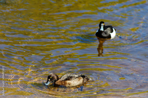 Two ducks in sunny day
