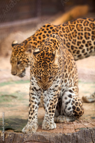 Leopard © nattanan726