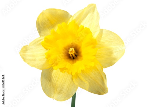 Daffodil, Single Flower, Flower.