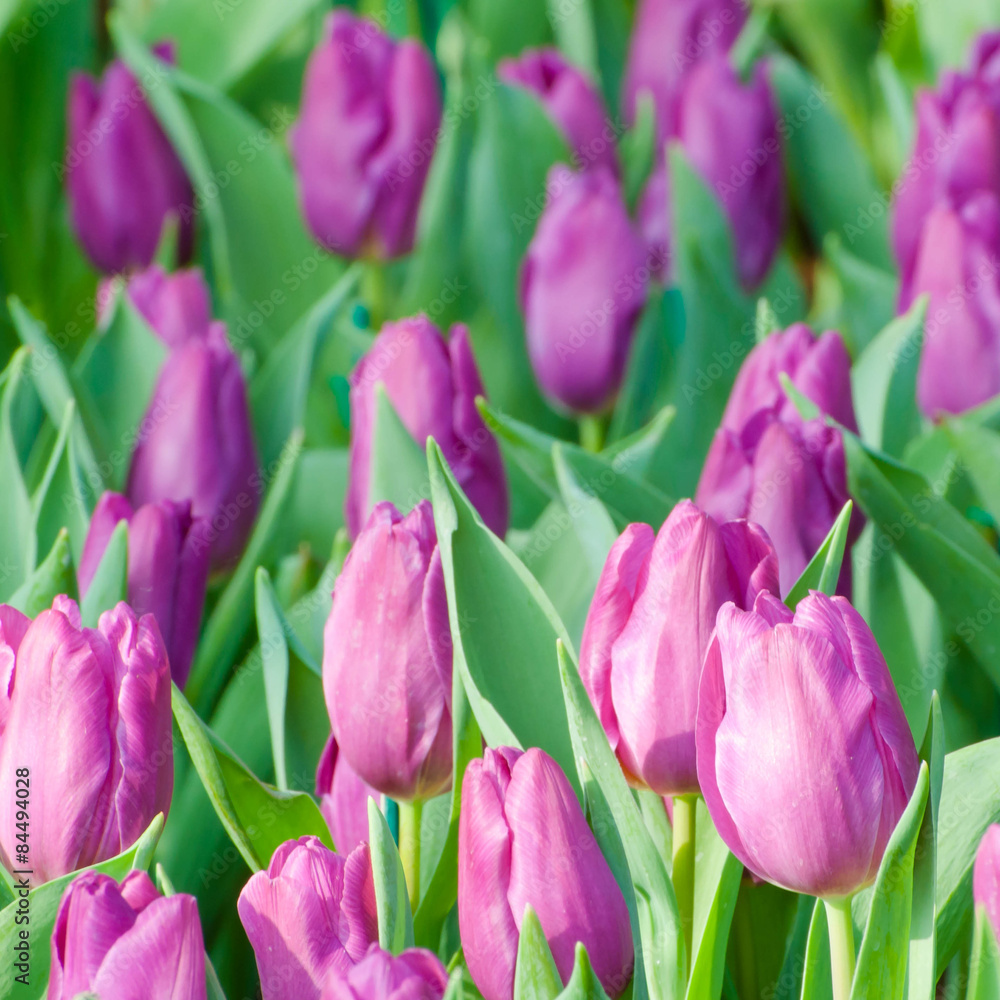 Purple Tulip stems outdoor