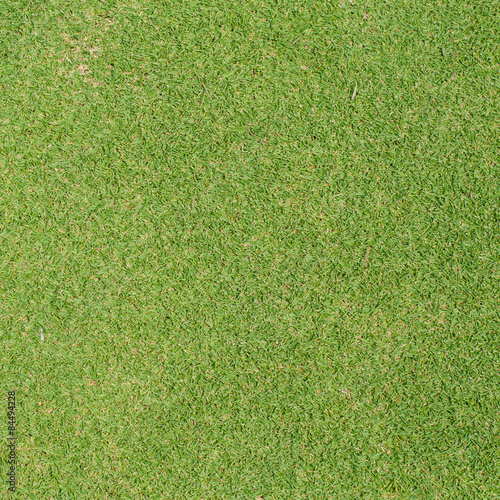 Green Grass texture,golf course