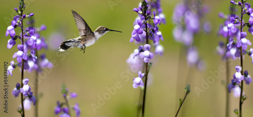 Hummingbird in Motion Surrounded by Purple Flowers #84494692